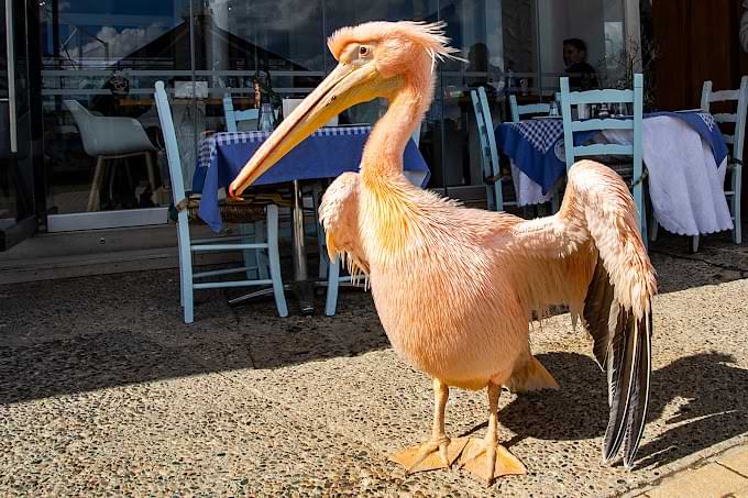 front image of kokos, the friendly pelican of the pelican restaurant in paphos.